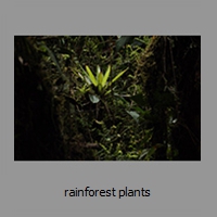 rainforest plants